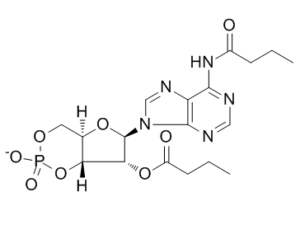 Bucladesine (Dibutyryl-cAMP) 362-74-3